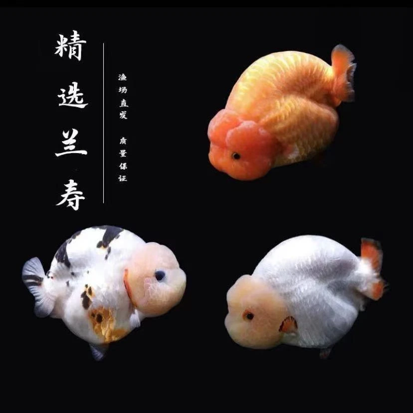 兰寿金鱼顺丰包邮 包活到家 收货拍开箱视频 售后