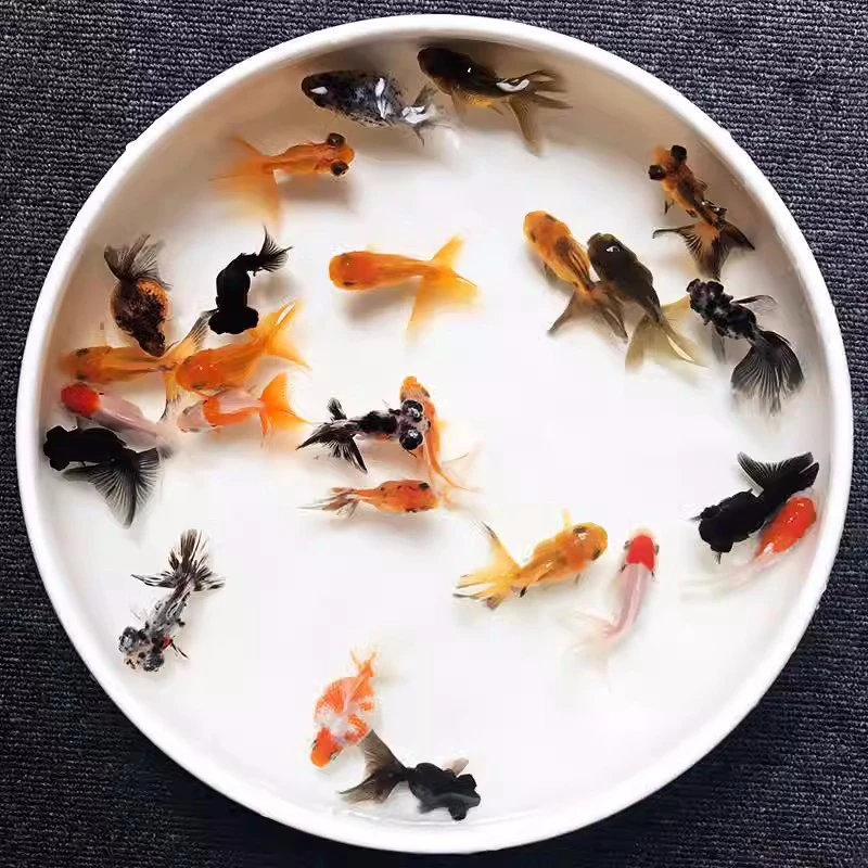 【红色号牌1-100号】活体金鱼观赏鱼冷水鱼淡水鱼宠物鱼