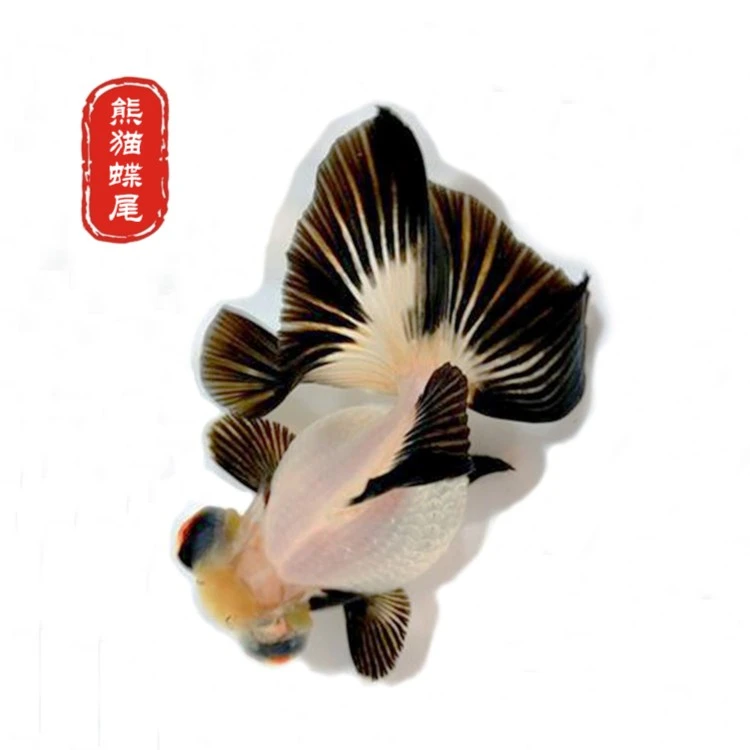 精品蝶尾熊猫黑白红白黑色红色包金色渔场直发包活顺丰包邮