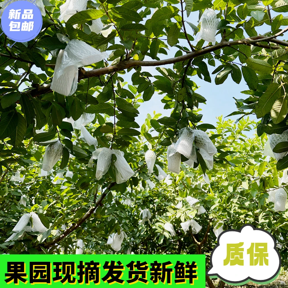 芭乐大王产品番石榴食用口感浓香甜爽脆好吃多汁产地种植采摘包邮