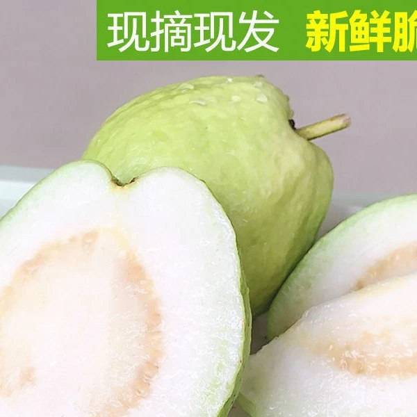 广西产地当季白心芭乐番石榴产品口感香甜脆大果当天采摘快递包邮