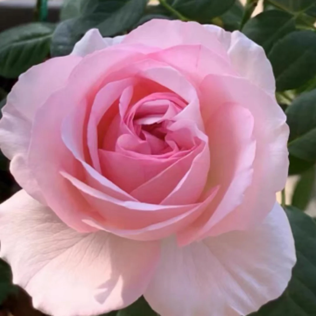 伊芙婚礼盒粉色丰花耐热耐阴月季