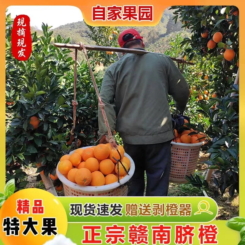 【十斤28.9元】脆嫩江西赣南脐橙新鲜橙子采摘爆汁孕妇水果产地直发