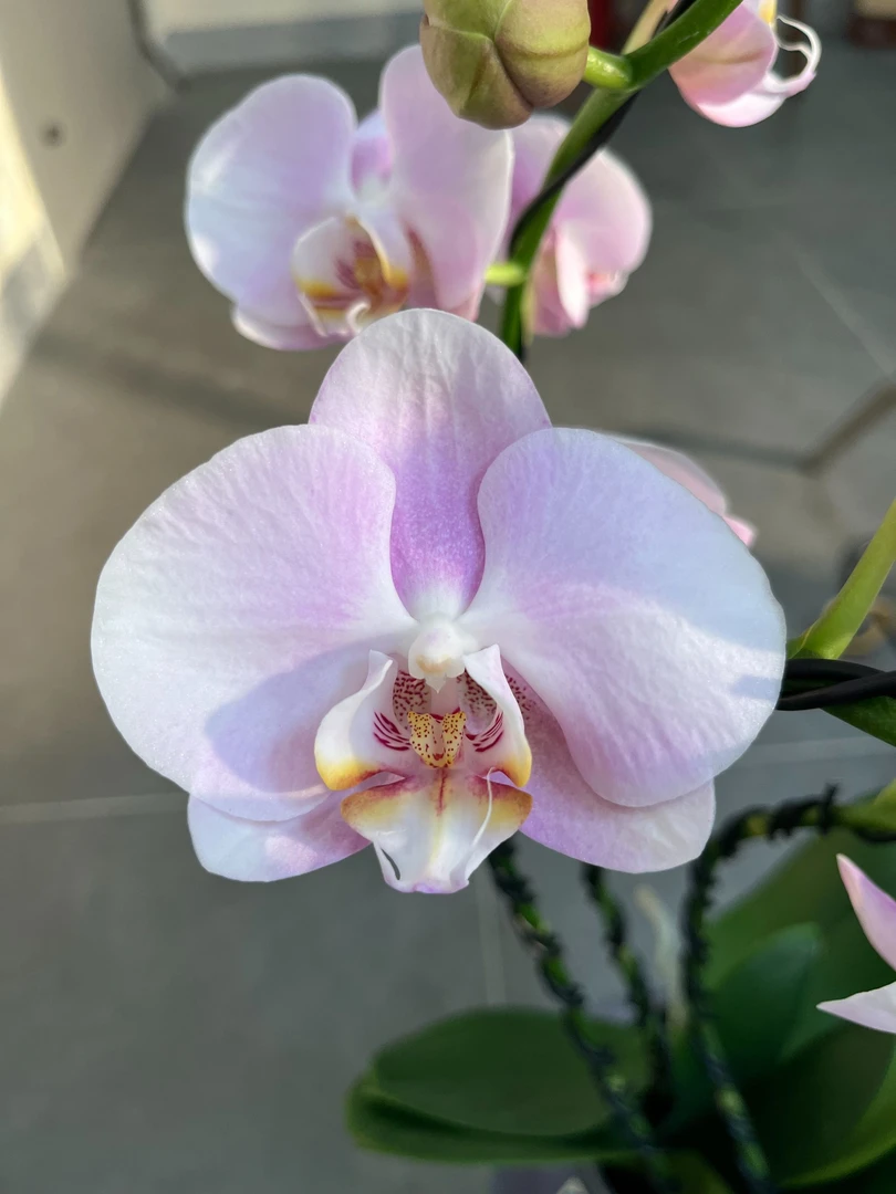 【一物一拍】完美主义勿拍高端蝴蝶兰组盆款年宵花