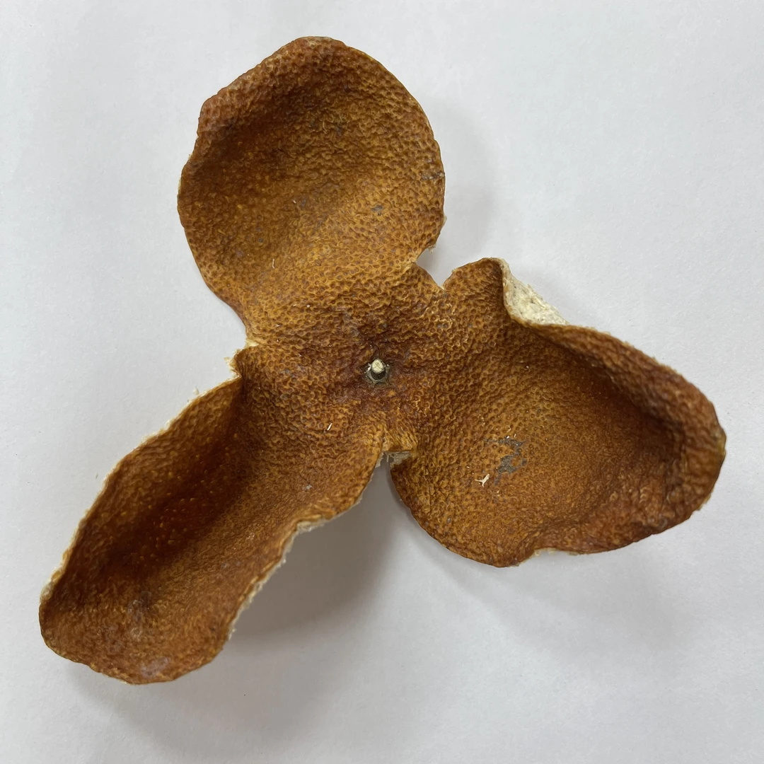 2023年新会天马圈枝大红皮