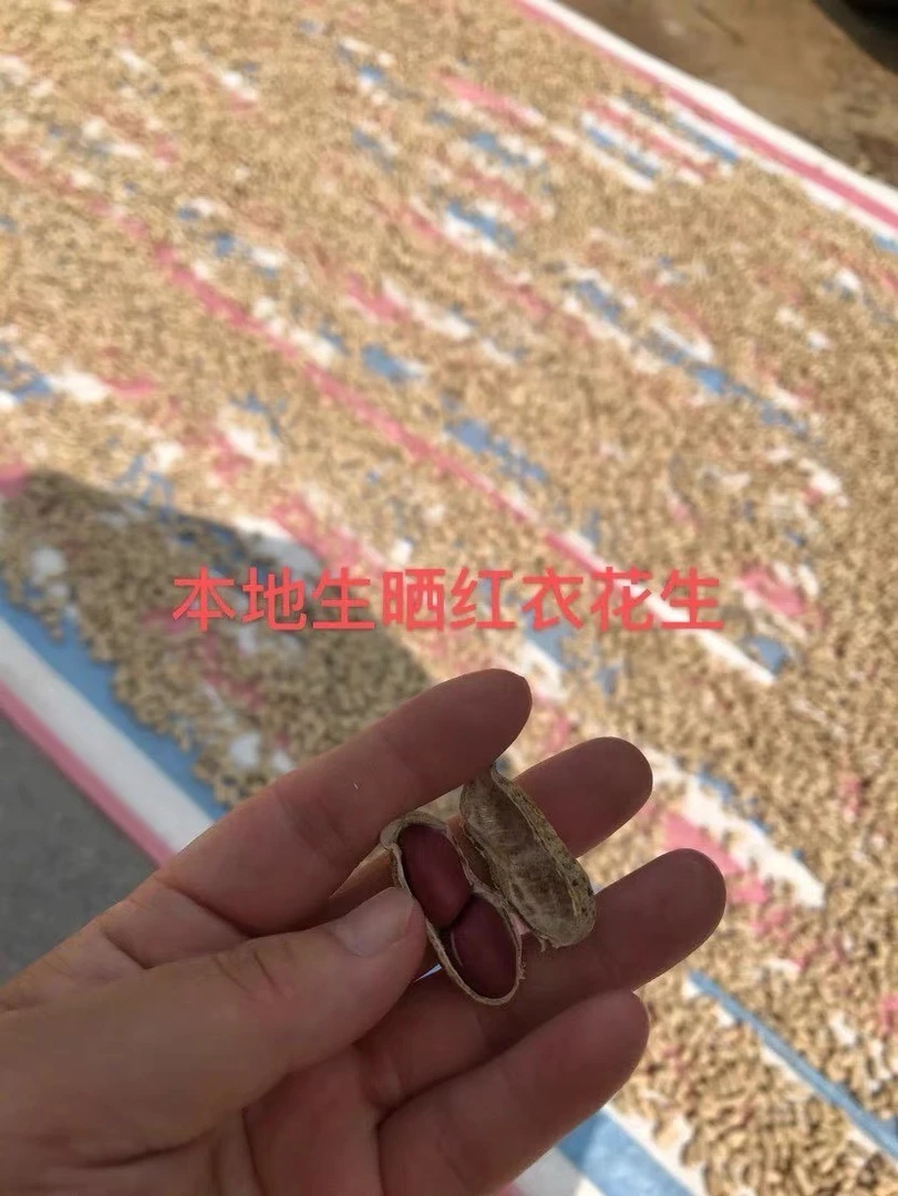 英德大洞乡下带壳生晒干红衣花生直接吃煲汤煲糖水煲粥打豆浆