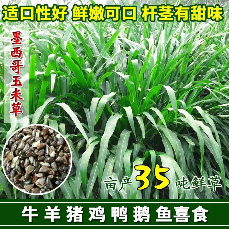 墨西哥玉米草植物种籽多年生高产耐旱品种喂猪鸡鸭鹅兔牧草种子