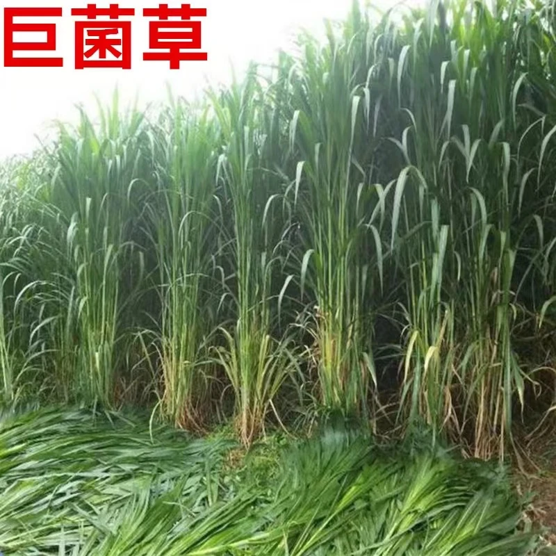新型高产巨菌草种节/种籽多年生四季牧草种子养殖牛羊猪鱼畜牧草