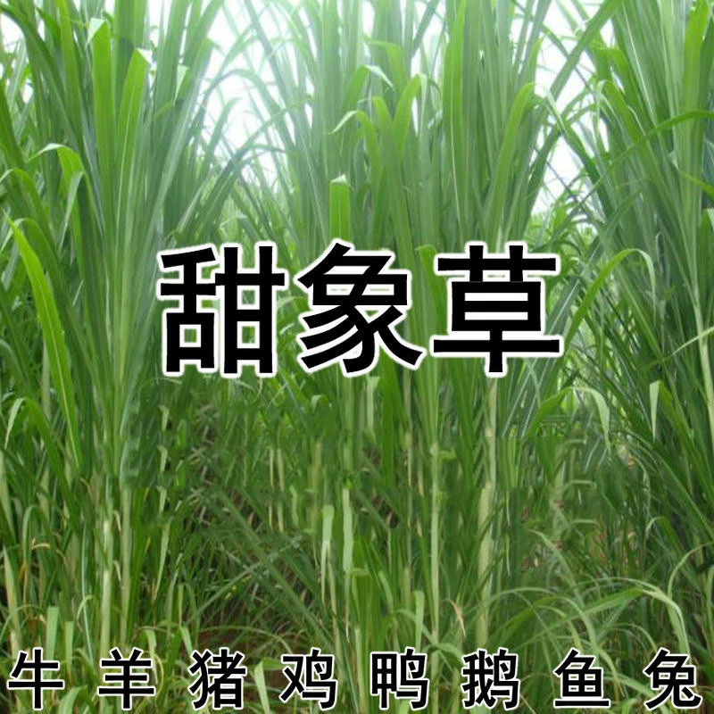 甜象草3号牧草种节四季多年生无毛牧草养牛羊猪用养殖草籽种植