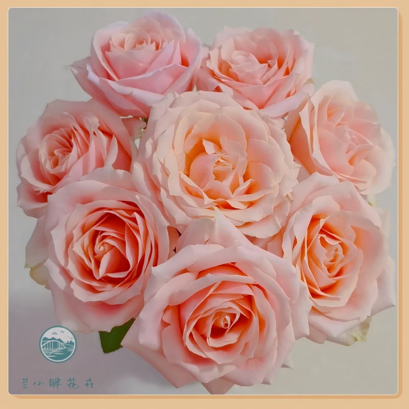 【兰小胖】方德A级-胭脂玫瑰10枝装(注意：特殊花材，收到带包装醒花)