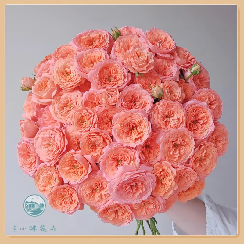 【兰小胖】精选-杏色果汁多头玫瑰 (注意：特殊花材，收到带包装醒花)