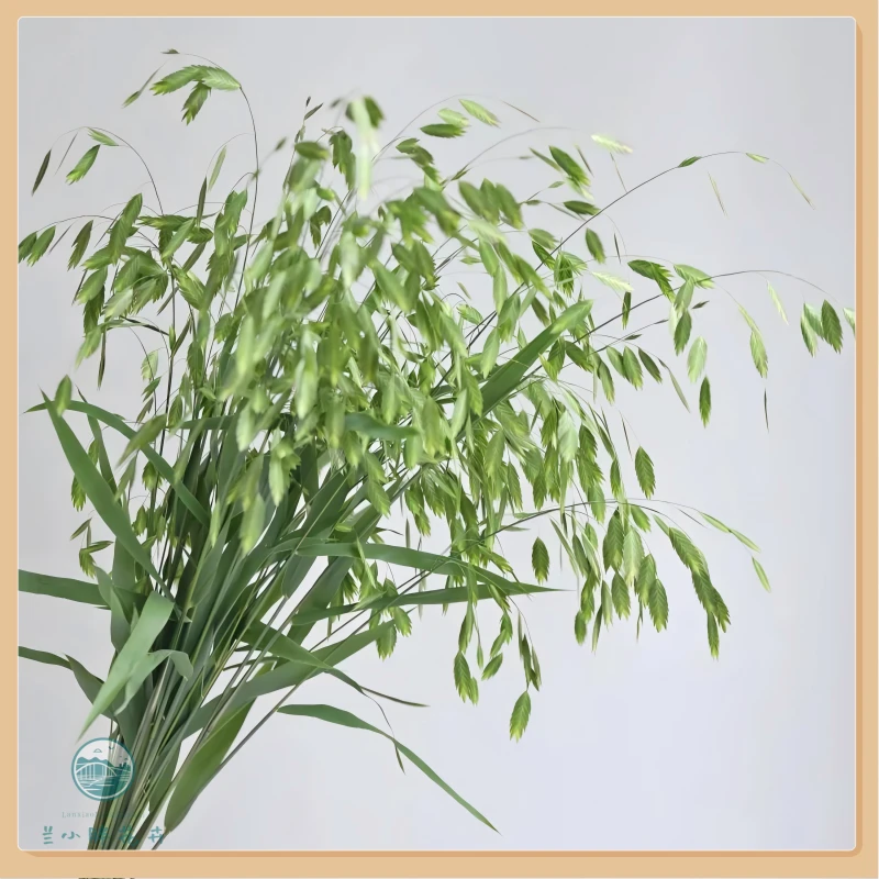 【兰小胖】精选配草-A级小盼草 轻盈灵动 超长花期可做干花顺丰包邮