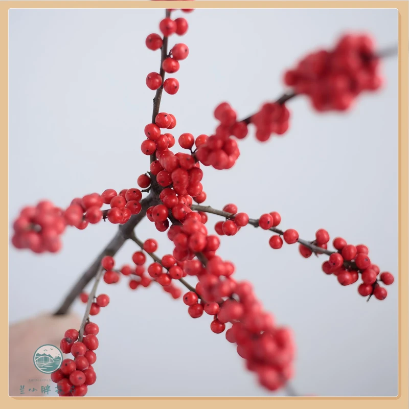 【兰小胖】精选-冬青果60cm（5枝/扎）季节限定 果实鲜切花 顺丰发货