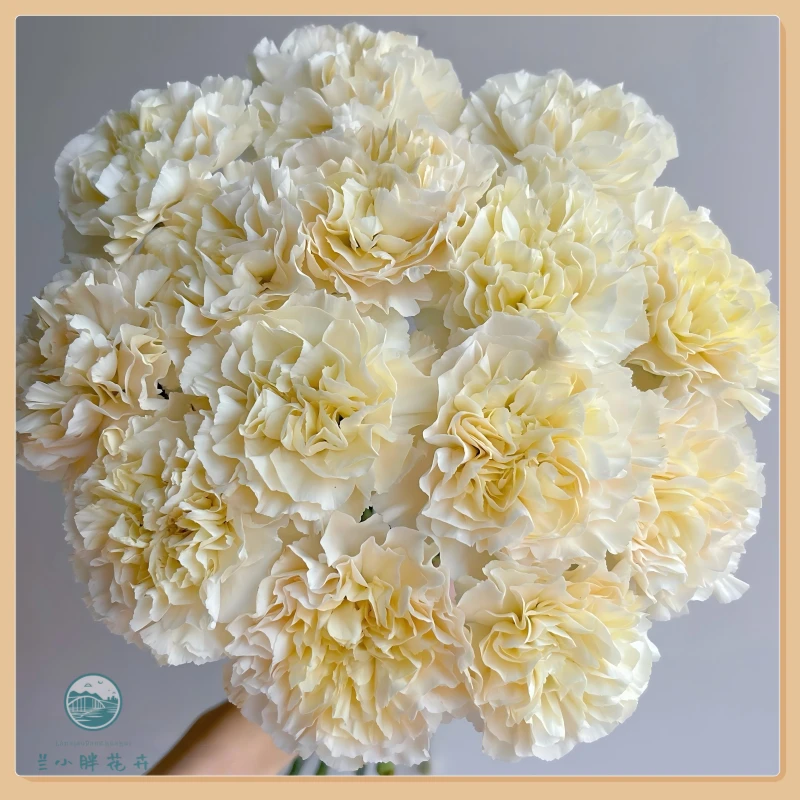 【兰小胖】A级康乃馨-芙蓉 20枝装 精选花材 顺丰包邮 赠送保温