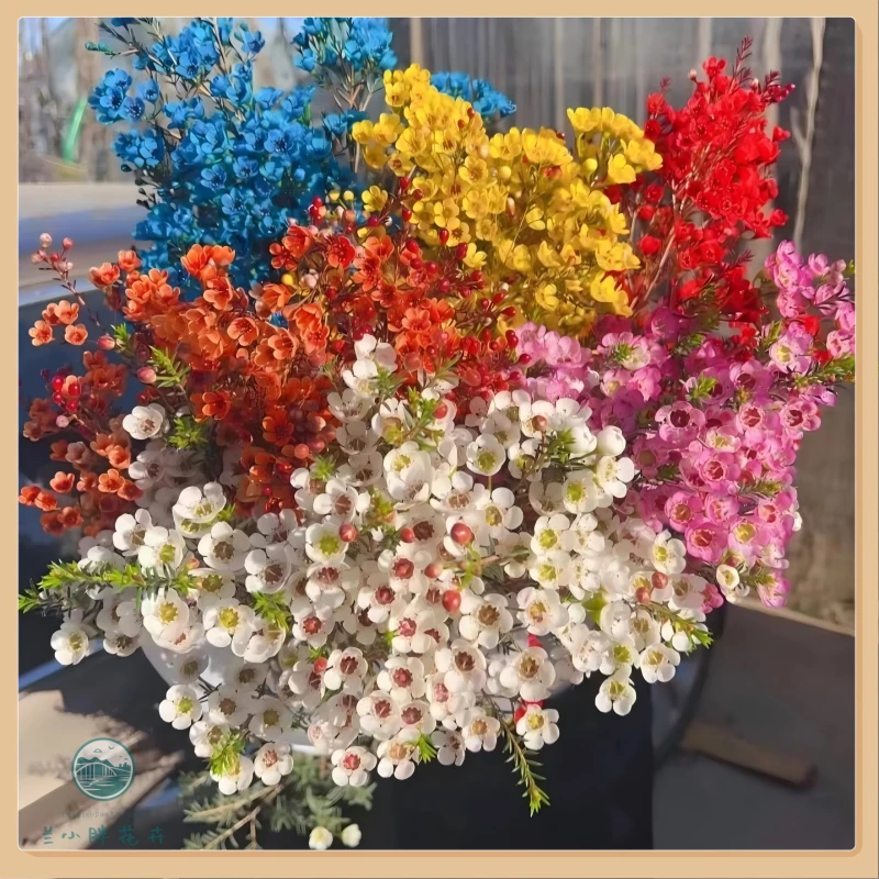 【兰小胖】精选-澳洲腊梅 超长花期 多色可选 季节限定 顺丰包邮