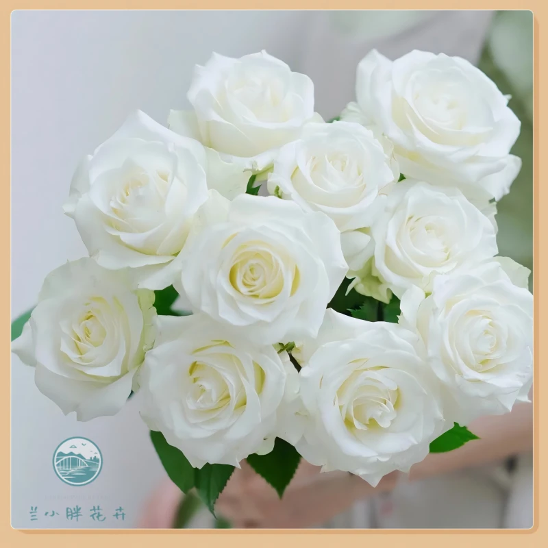 【兰小胖】方德-纯洁白玫瑰10枝装 (注意：特殊花材，收到带包装醒花)