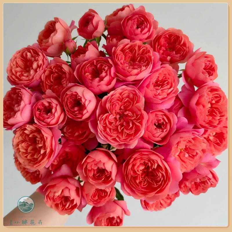 【兰小胖】精选-珊瑚果汁多头玫瑰 (注意：特殊花材，收到带包装醒花)