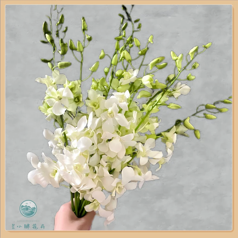 【兰小胖】泰国进口-白色洋兰10枝装（2枝防损，发货12枝）顺丰包邮