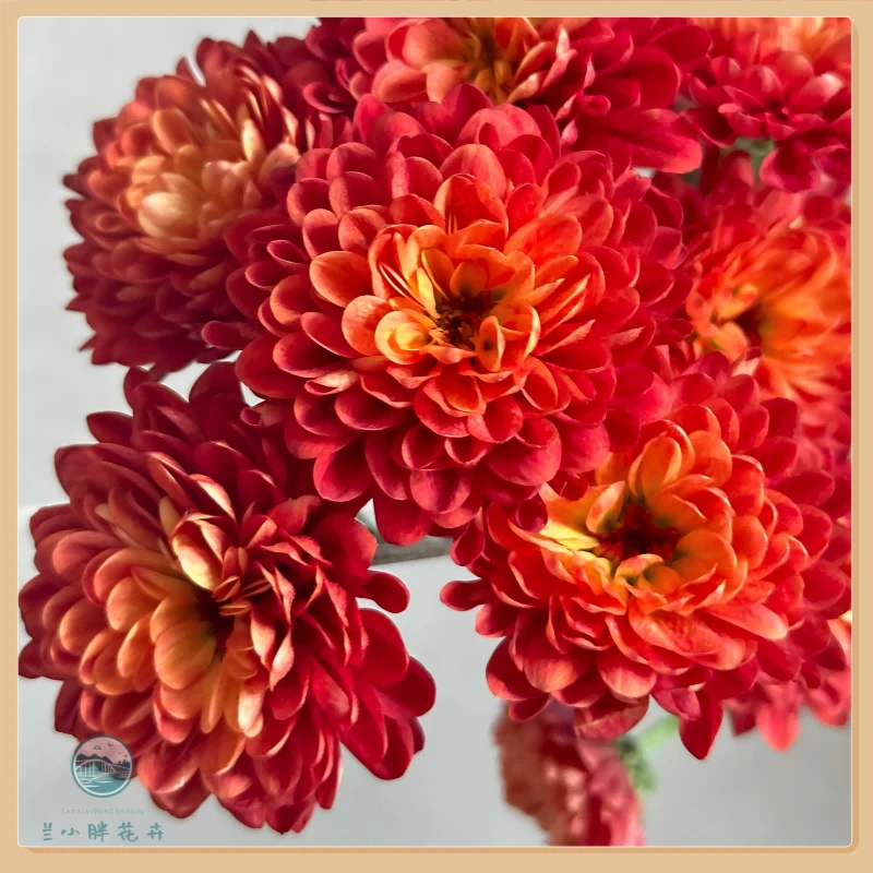 【兰小胖】A级精选小菊-红星10枝装 超长花期 顺丰包邮赠送保温