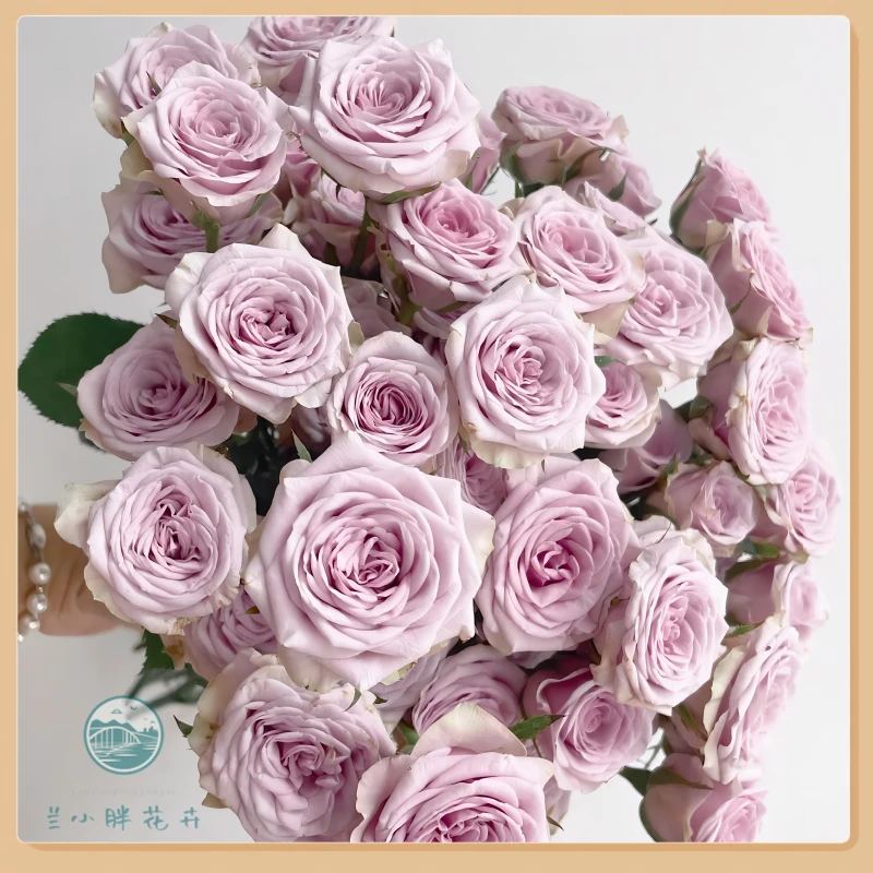 【兰小胖】A莱拉-多头玫瑰 10枝装 (注意：特殊花材，收到带包装醒花)