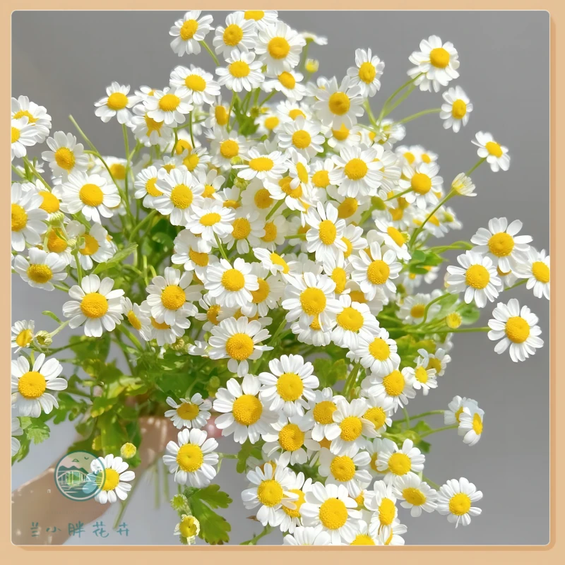 【兰小胖】精选A级-洋甘菊 清新鲜花轻盈灵动 超长花期 顺丰包邮