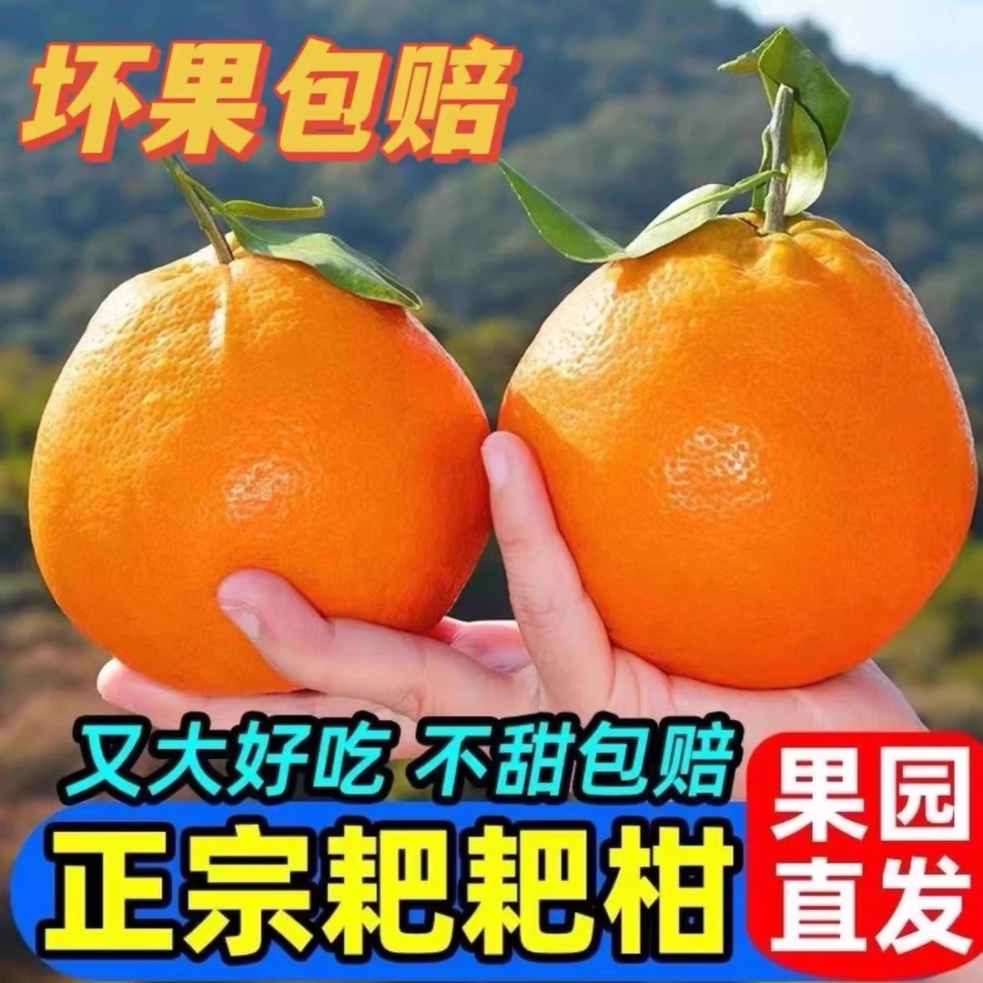 【主播专享】耙耙柑四川当季春见耙耙柑水果新鲜果子应季柑橘