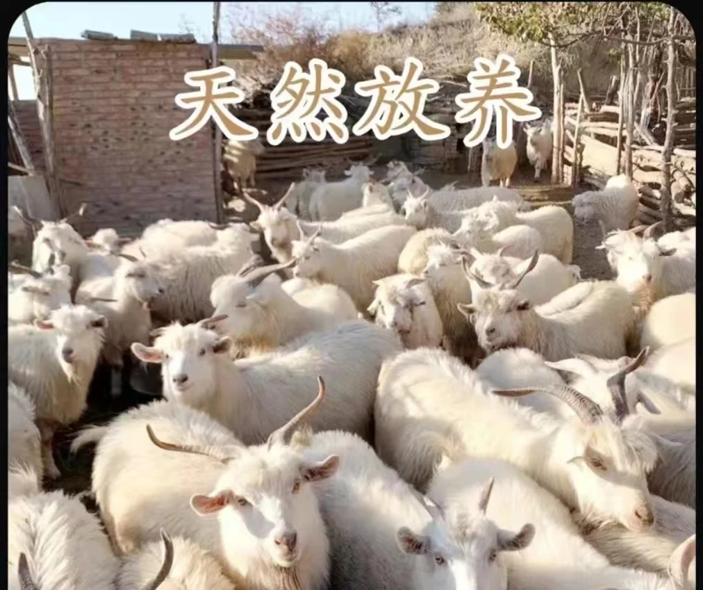 陕北横山整只羊现场称重打包