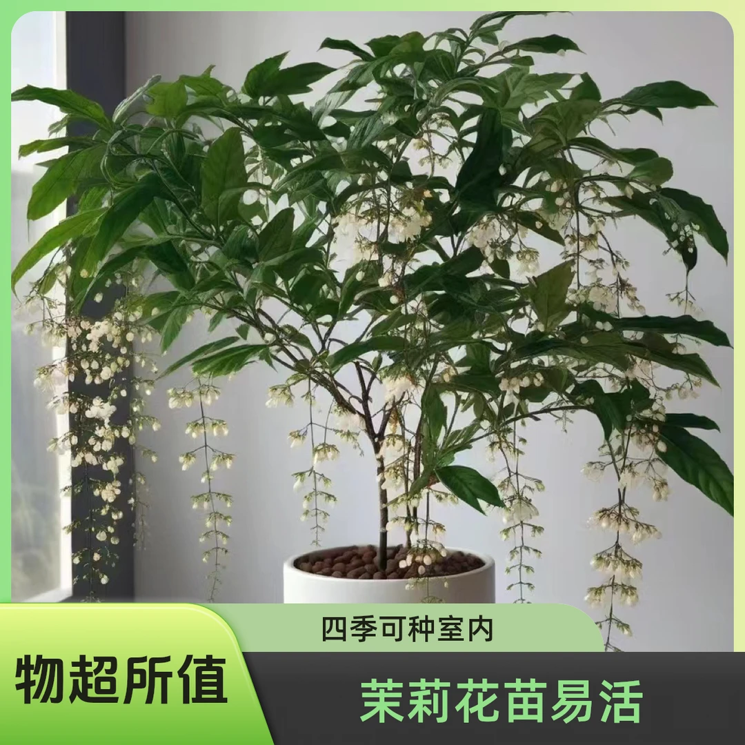 垂丝茉莉花大号苗，三季开花，南北方室内即可养殖
