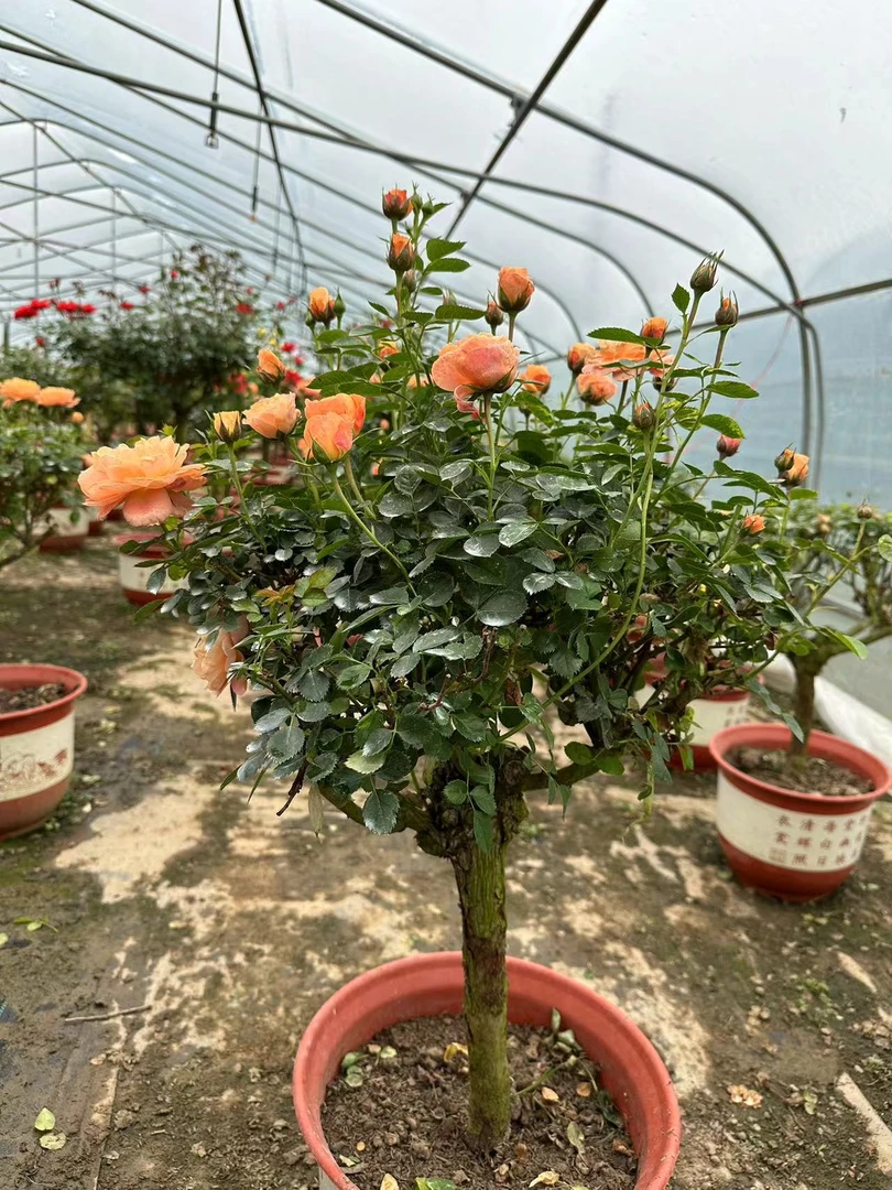 月季棒棒糖树桩花苗果汁阳台盆栽庭院地栽一物一拍基地发货