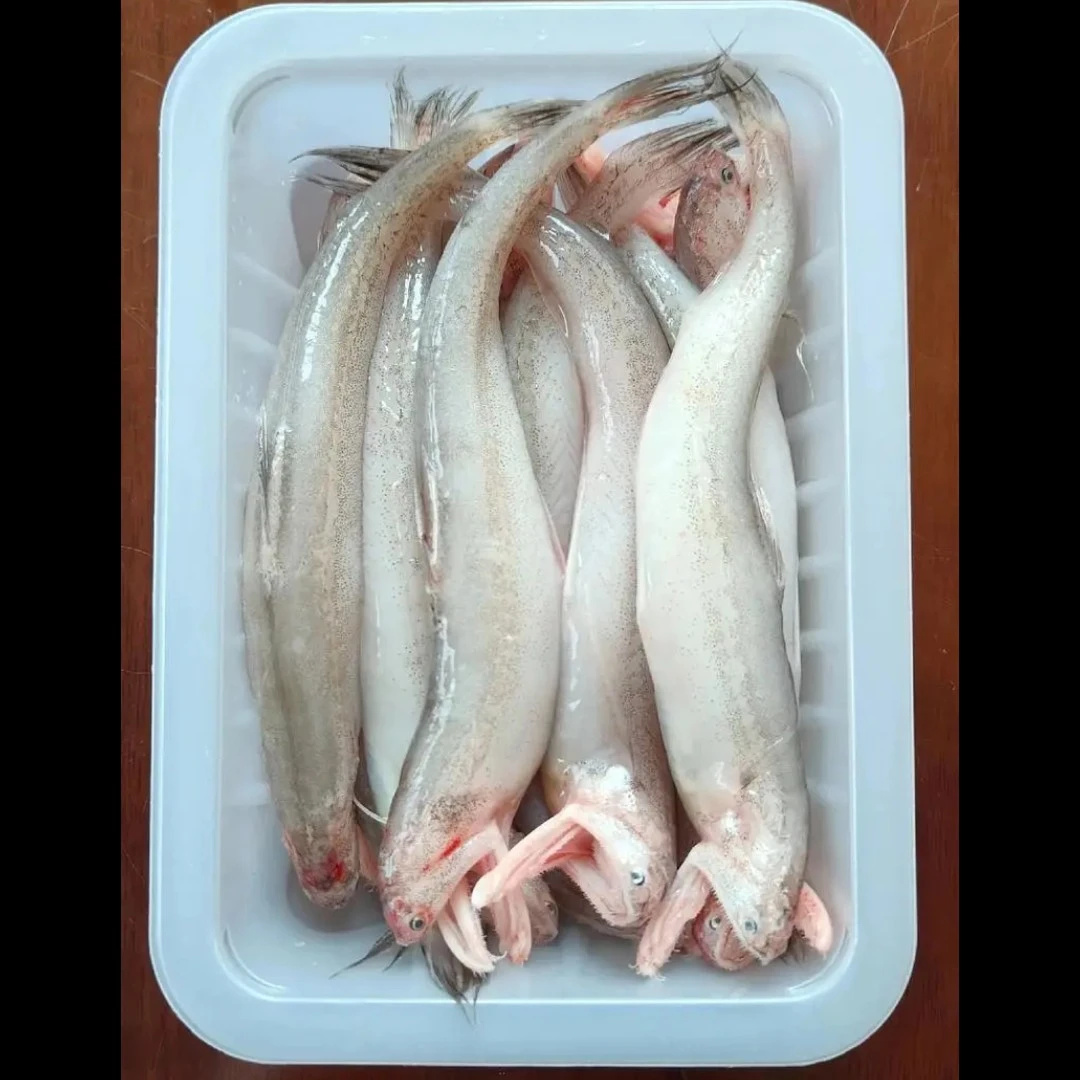 冰鲜 豆腐鱼龙头鱼 九肚鱼约500g/份