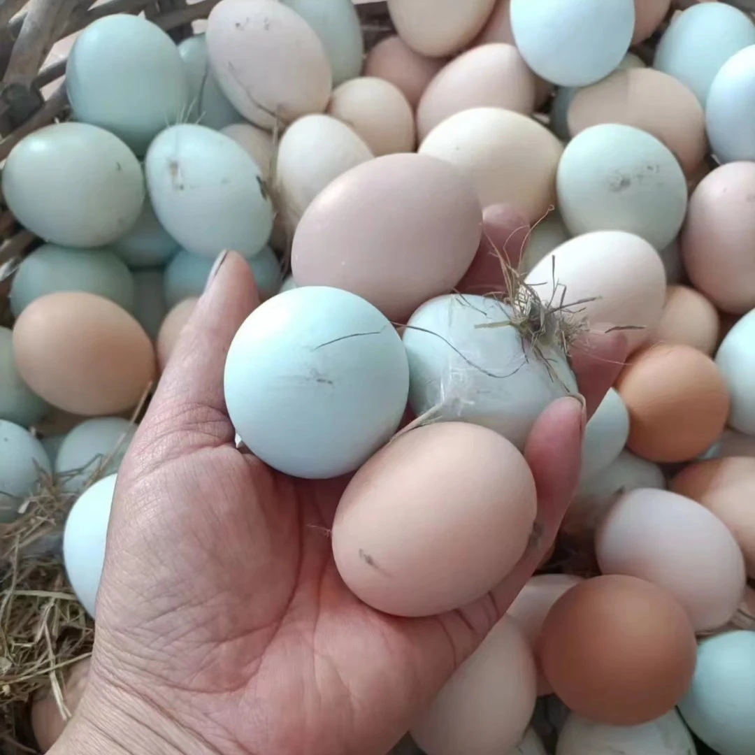 喂食五谷杂粮正宗农家散养土鸡蛋五彩蛋10斤