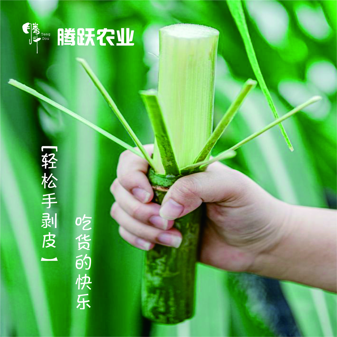 精品陶山特产青皮甘蔗白玉新鲜手撕脆皮绿皮装当季水果新上市京东