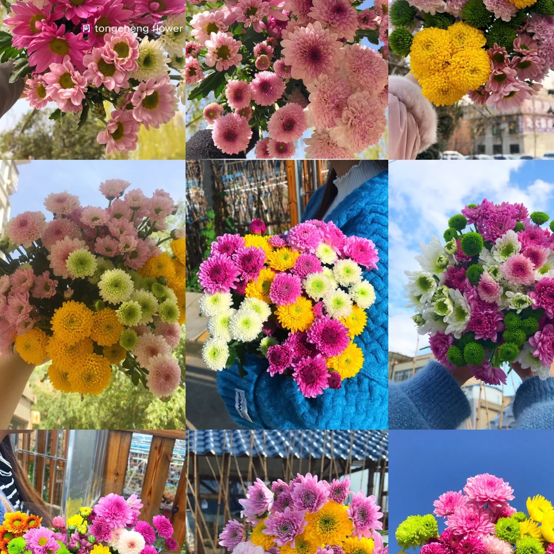 混色小雏菊一把（8支）    云南基地鲜花   家养    水养