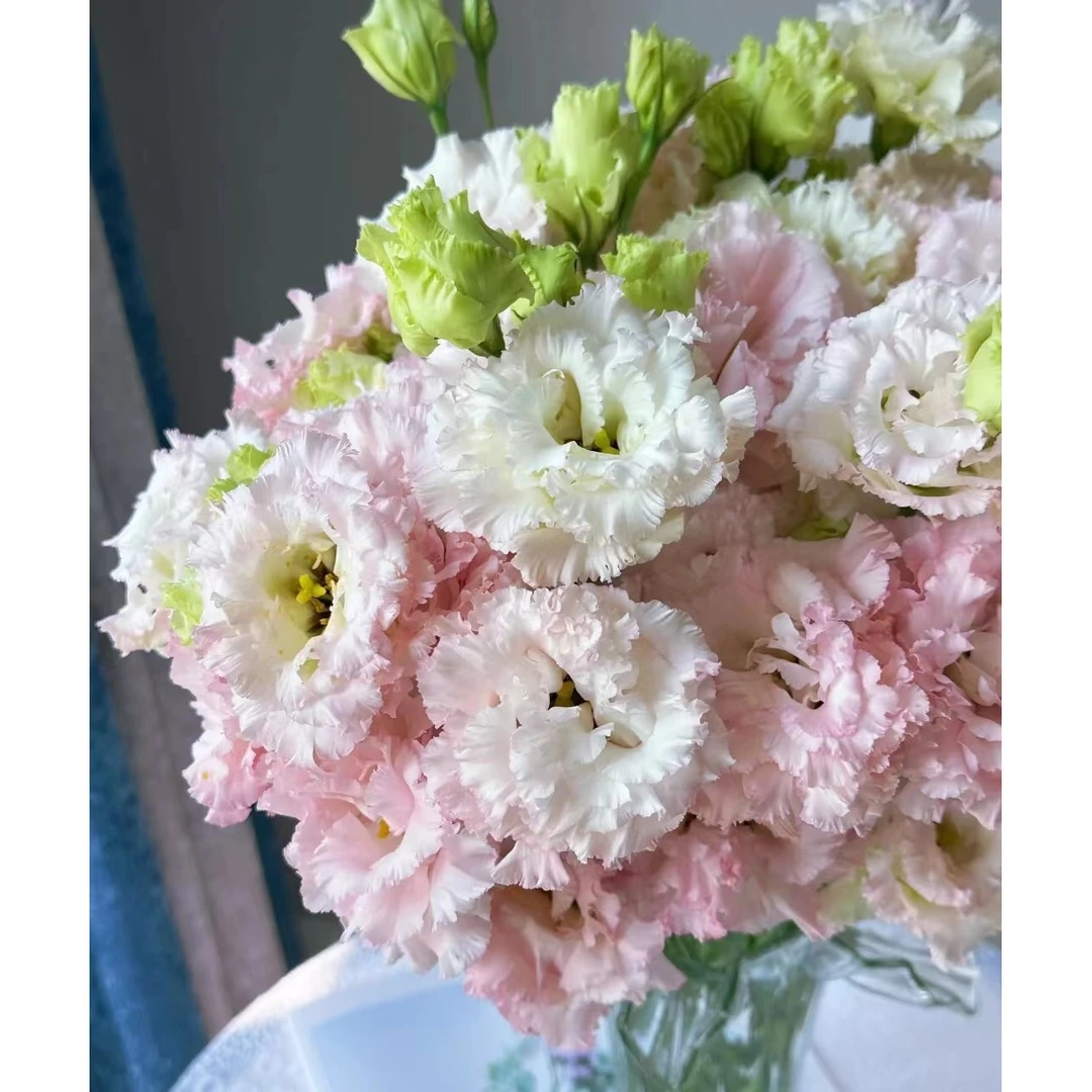 肉粉洋桔梗一大把     云南基地  鲜花   水养家养