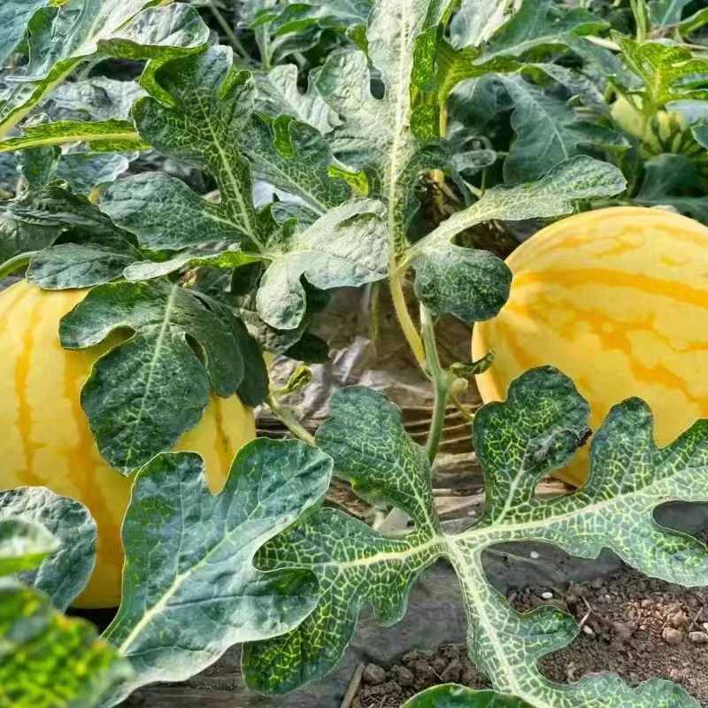 【顺丰黄金西瓜】江苏金黄后麒麟西瓜黄金西瓜脆甜爽口黄皮西瓜