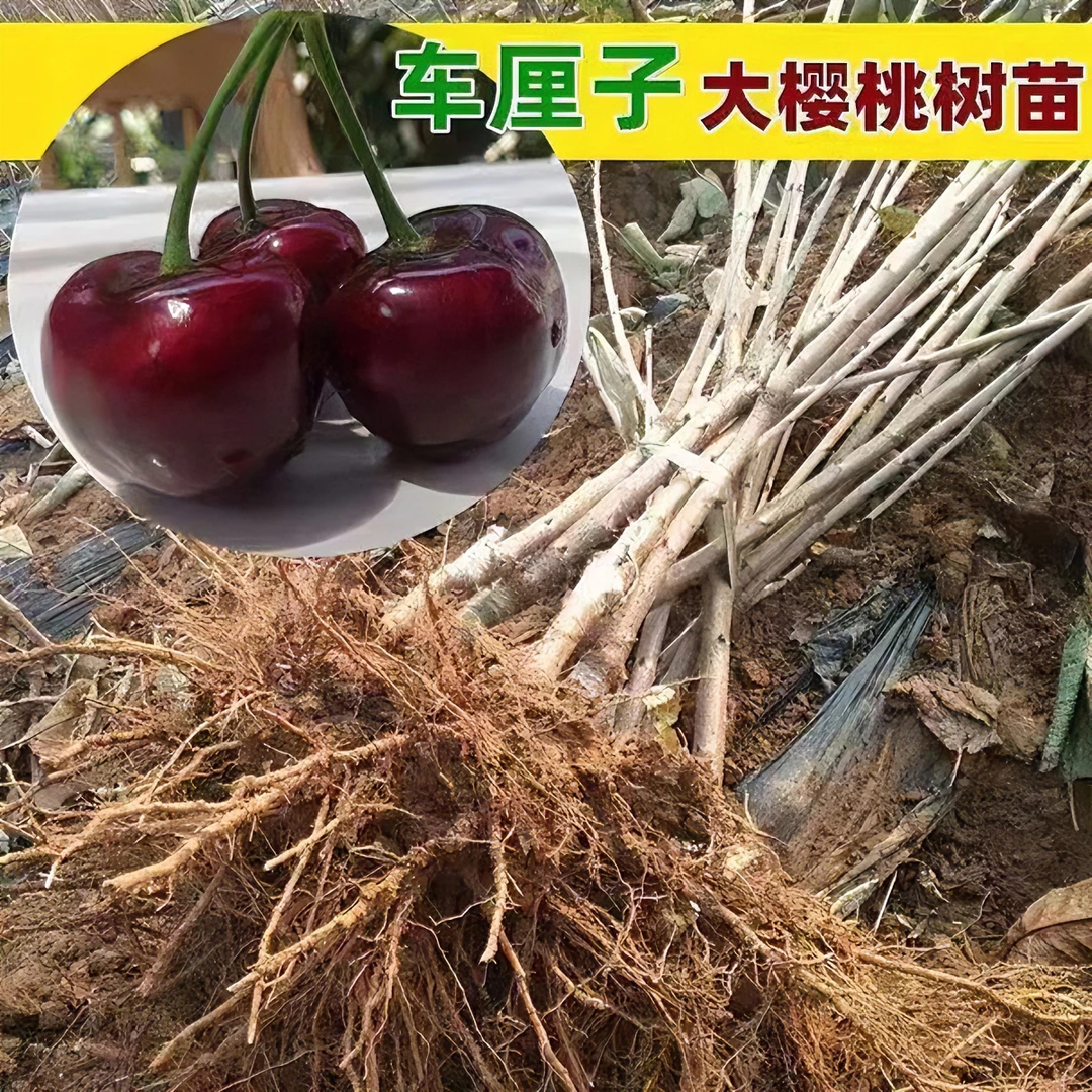 车厘子树苗樱桃树苖盆栽庭院果树矮化樱桃树南方北方种植大樱桃苗