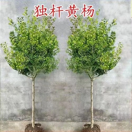 瓜子黄杨独杆树型黃杨造型素材庭院绿植室外景观黄杨精品老桩盆栽