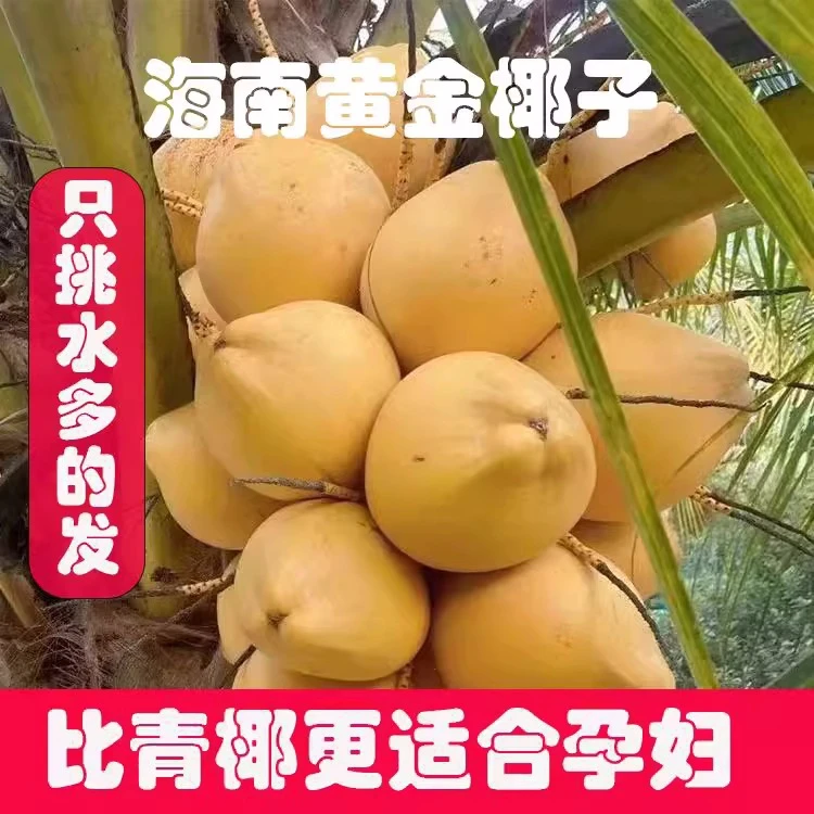 海南万宁黄金椰子新鲜大果黄皮椰青孕妇水果特产当季整箱产地直发