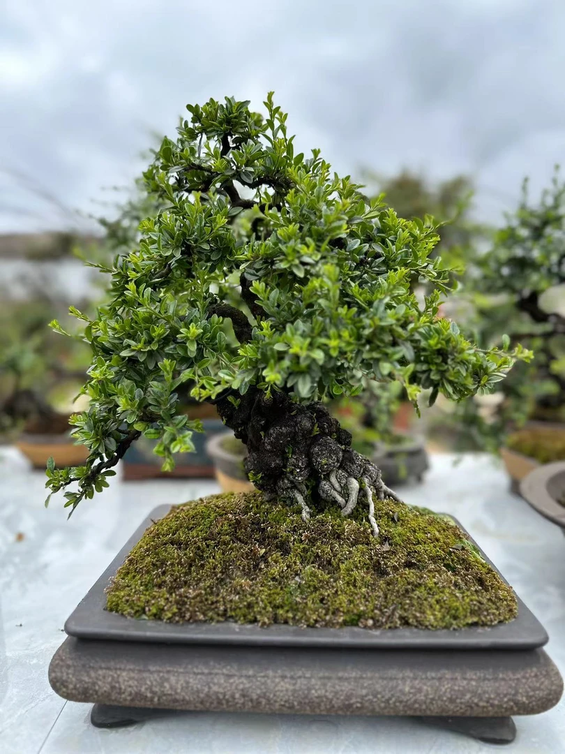 直播链接。西施 白花 七彩大果荀子付米链接