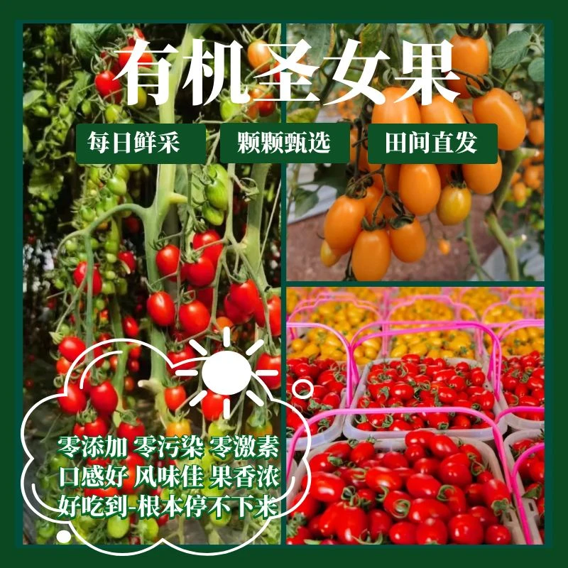 有机小番茄圣女果零污染零添加果香浓好吃每日鲜摘甄选顺丰直发