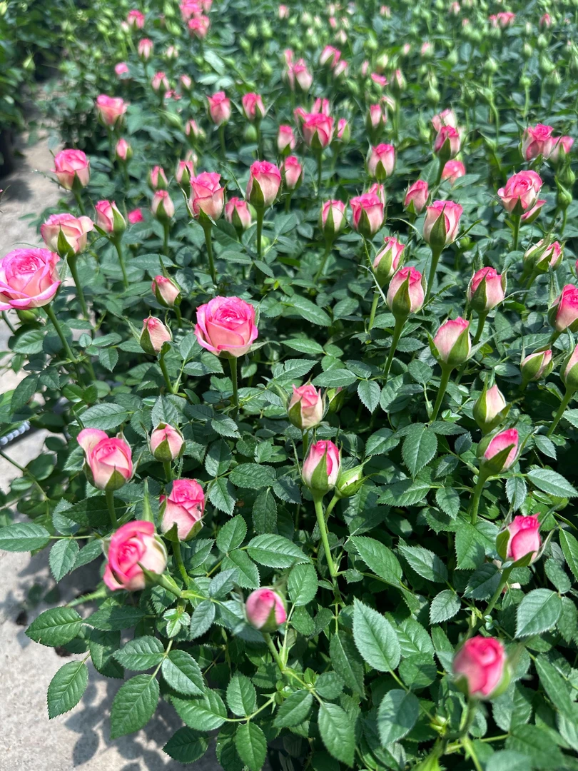 【一物一拍  棒棒糖】一加仑棒棒糖月季