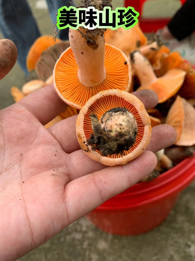 野生新鲜松树林谷熟菌枞树菌寒菌三九菇顺丰包邮