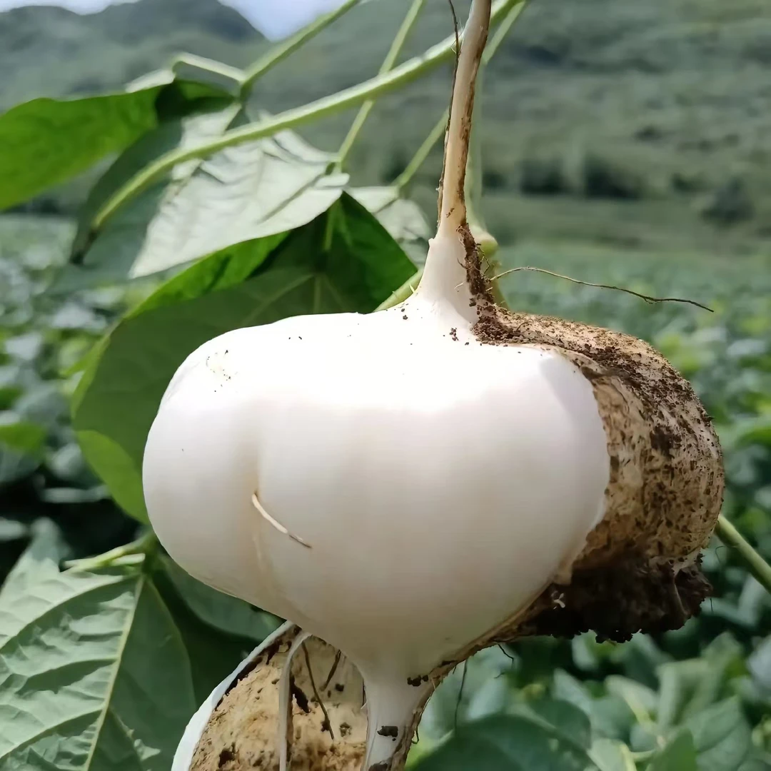 湘西新鲜凉薯白地瓜地萝卜