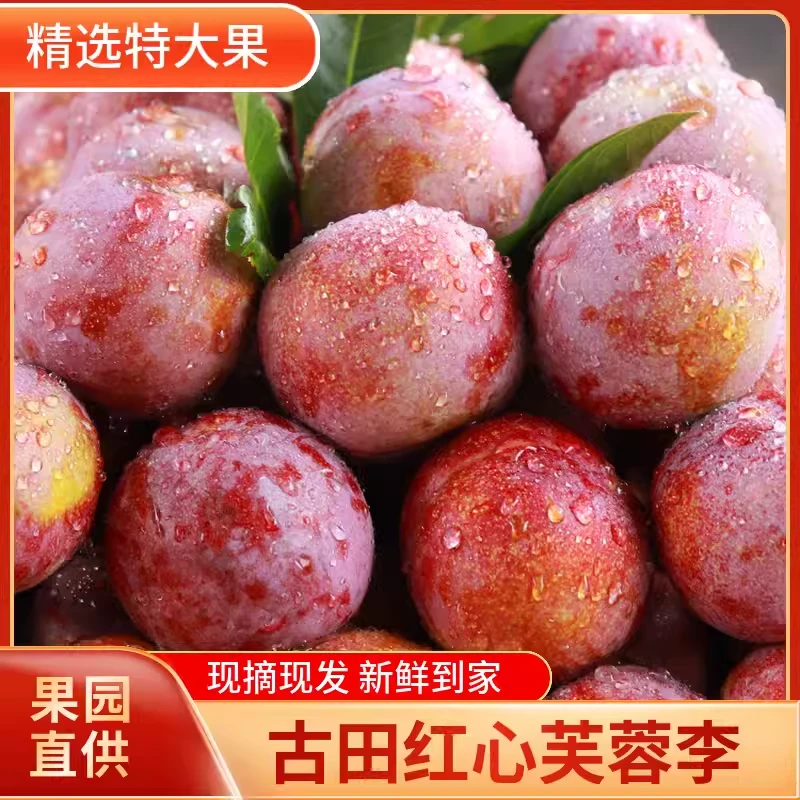 古田芙蓉李红心李三华李子桃形奈李酸甜脆孕妇新鲜水果