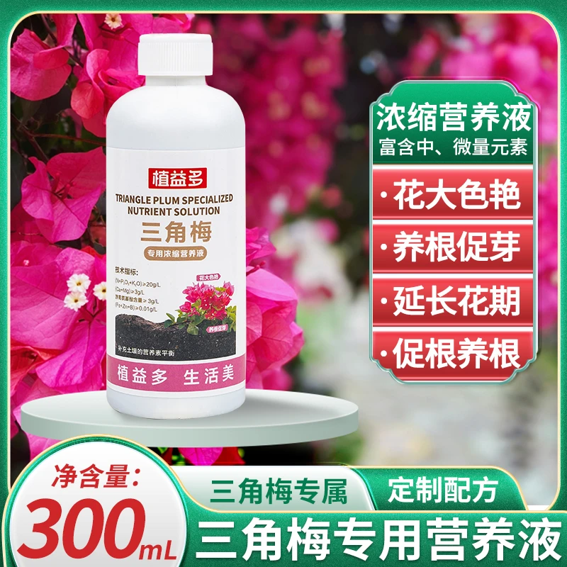 【馨馨粉丝专享价】三角梅高级成品植物促花（满50元记得领券）