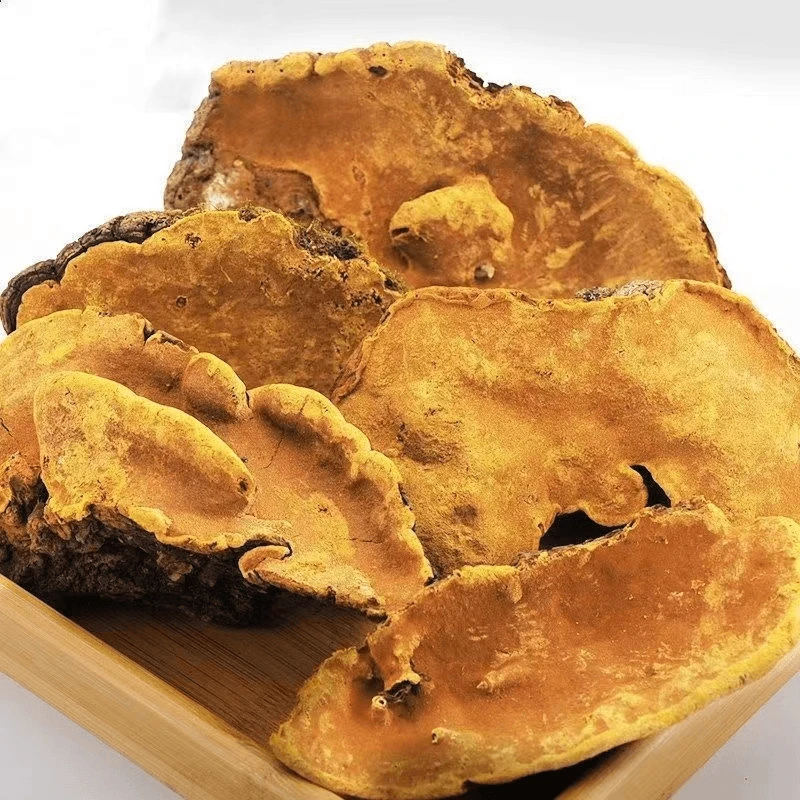 云南西藏高山深山桑黄 可食用深山滋补品 煮水煲汤深山手工采摘