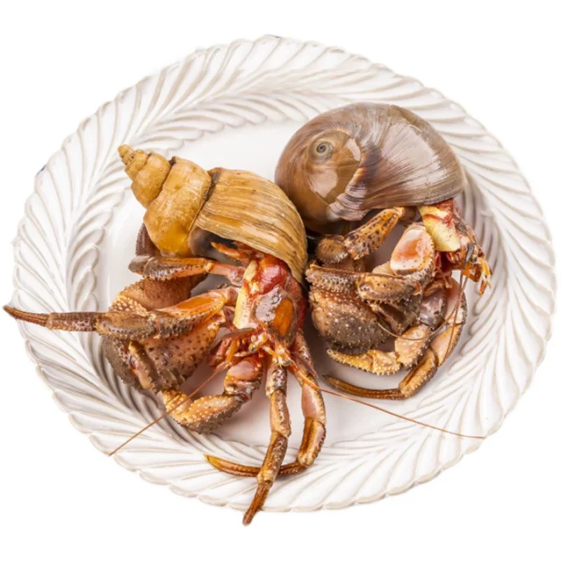 虾怪鲜活即食寄居蟹食用新鲜3斤5斤带壳顺丰发货