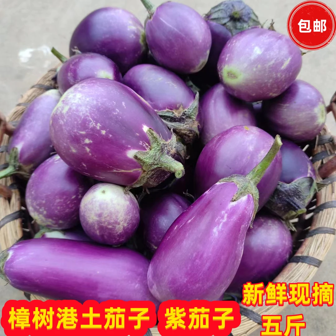 樟树港农家自种 乡里新鲜土菜 茄子紫红茄子 现摘 5斤/包邮
