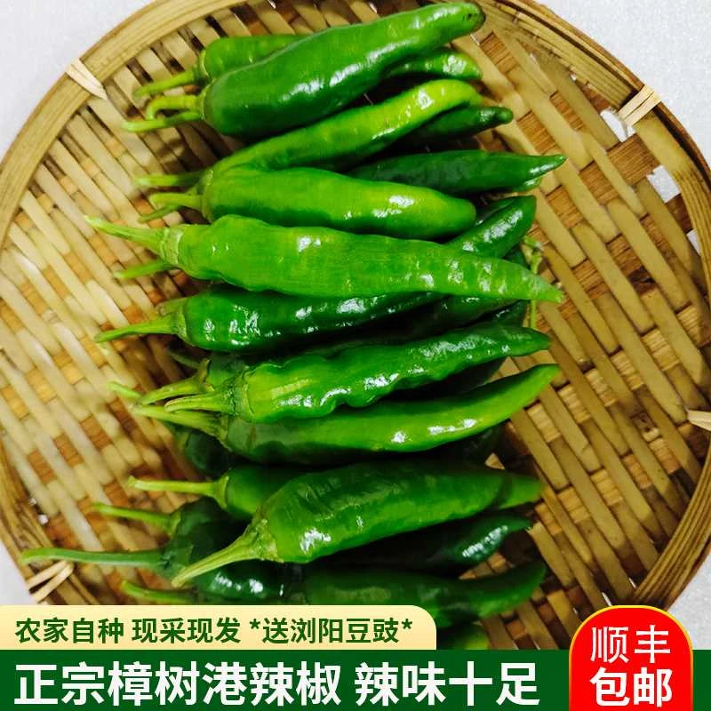 正宗樟树港辣椒椒农自种普品新鲜现摘湖南湘 阴特产1斤/2斤/3斤