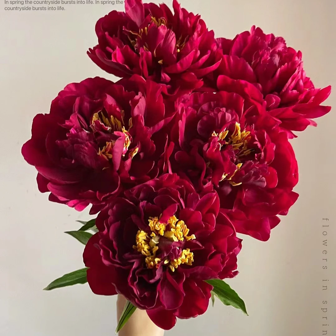 老忠诚芍药  山东芍药产地直发 | 新鲜采摘